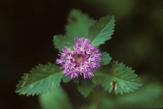 Image de Centratherum punctatum Cass.