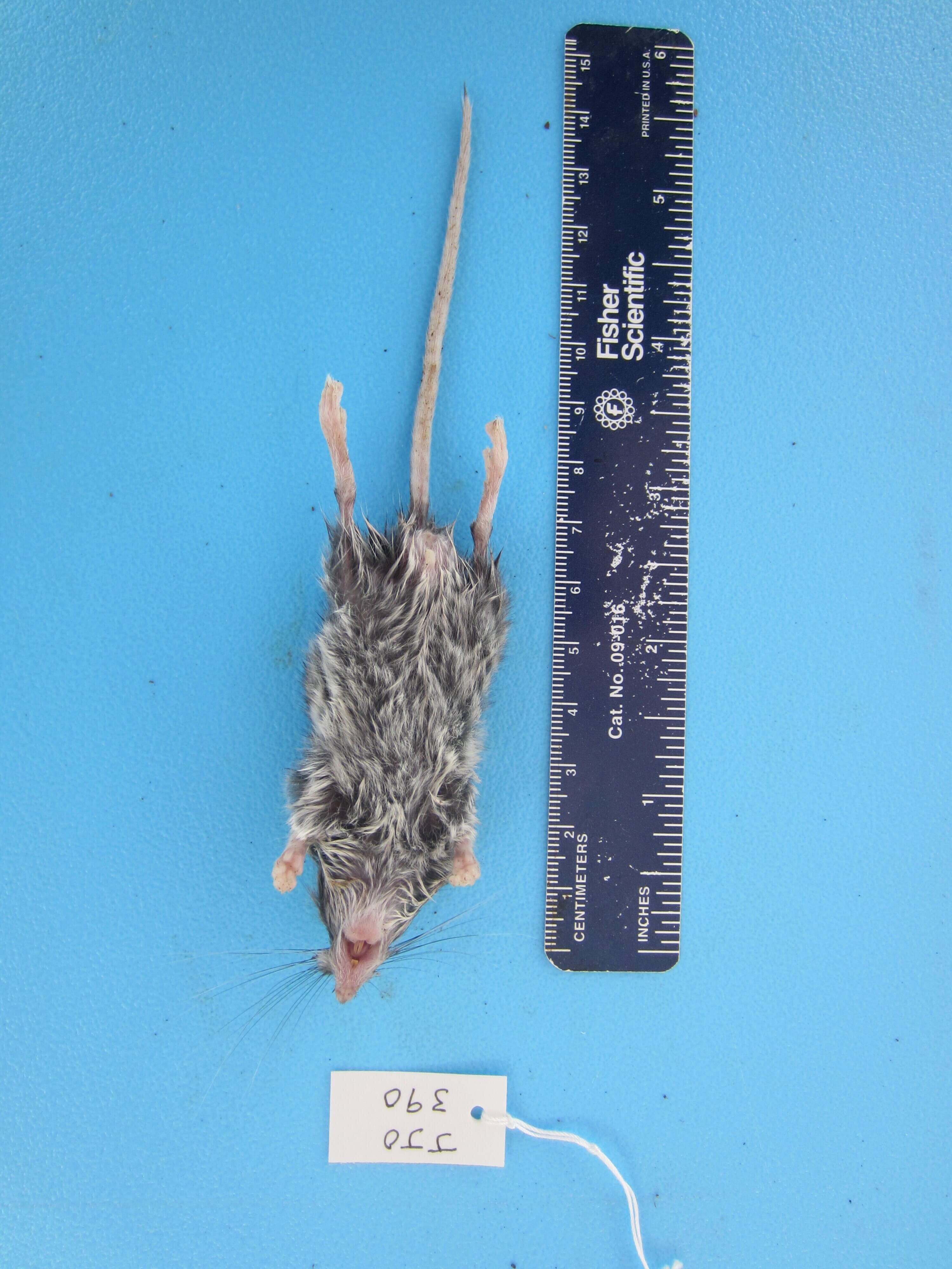 Image de Peromyscus maniculatus (Wagner 1845)