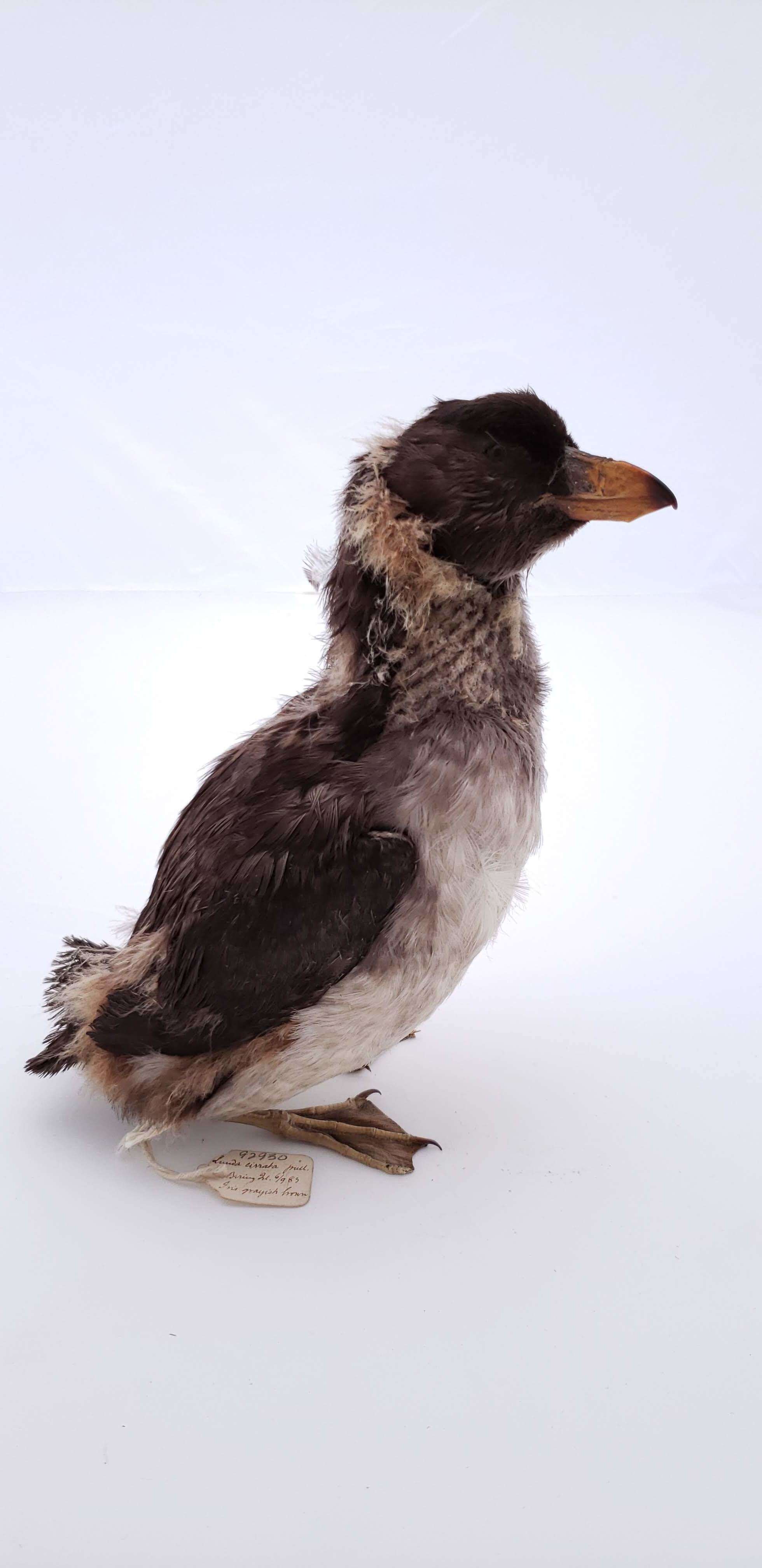 Image of Tufted Puffin