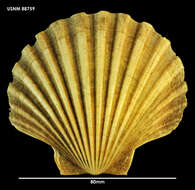 Imagem de Pecten benedictus Lamarck 1819