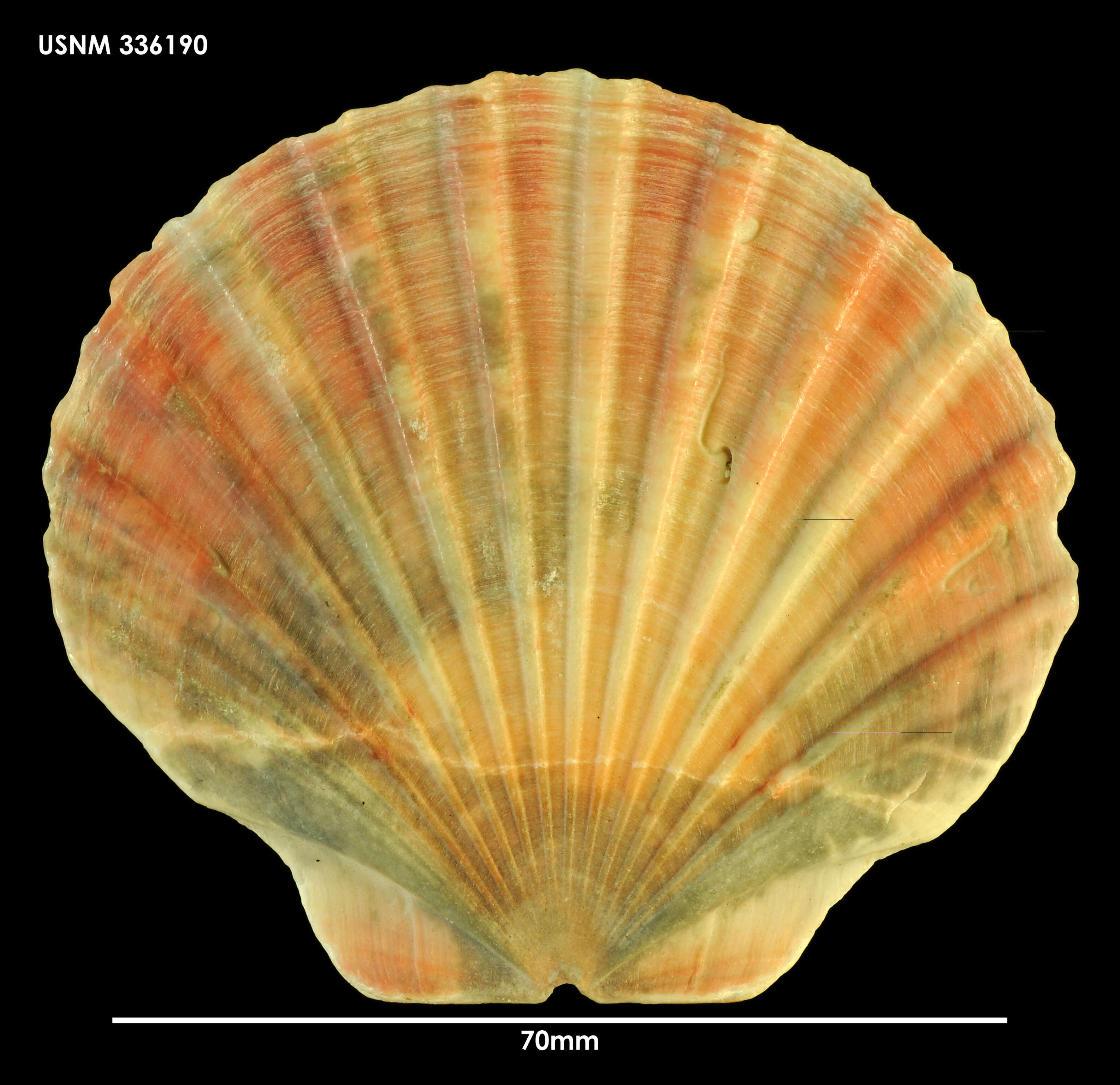 Imagem de Pecten benedictus Lamarck 1819