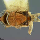 Metaphycus annulipes (Ashmead 1882) resmi