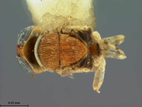 Imagem de Metaphycus annulipes (Ashmead 1882)