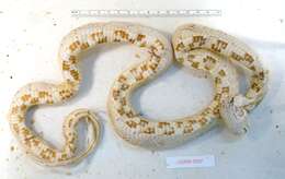 Image of Corn Snake