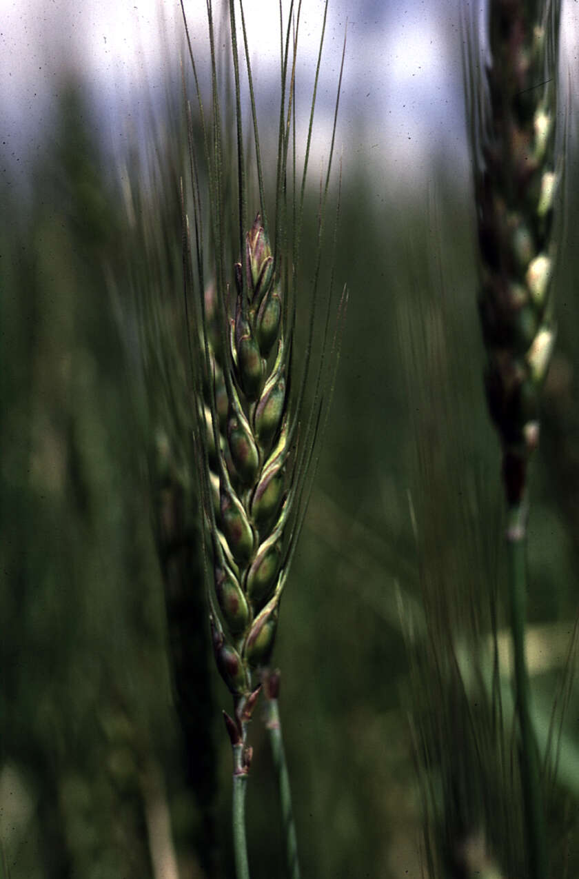 Image of Triticum L.