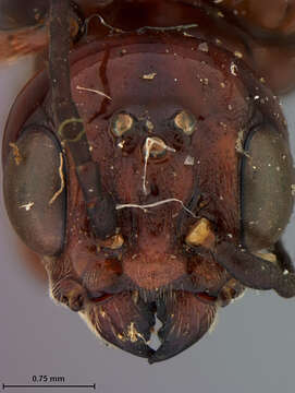 Image of Xiphydriidae