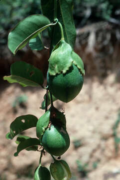 Sivun Passiflora laurifolia L. kuva