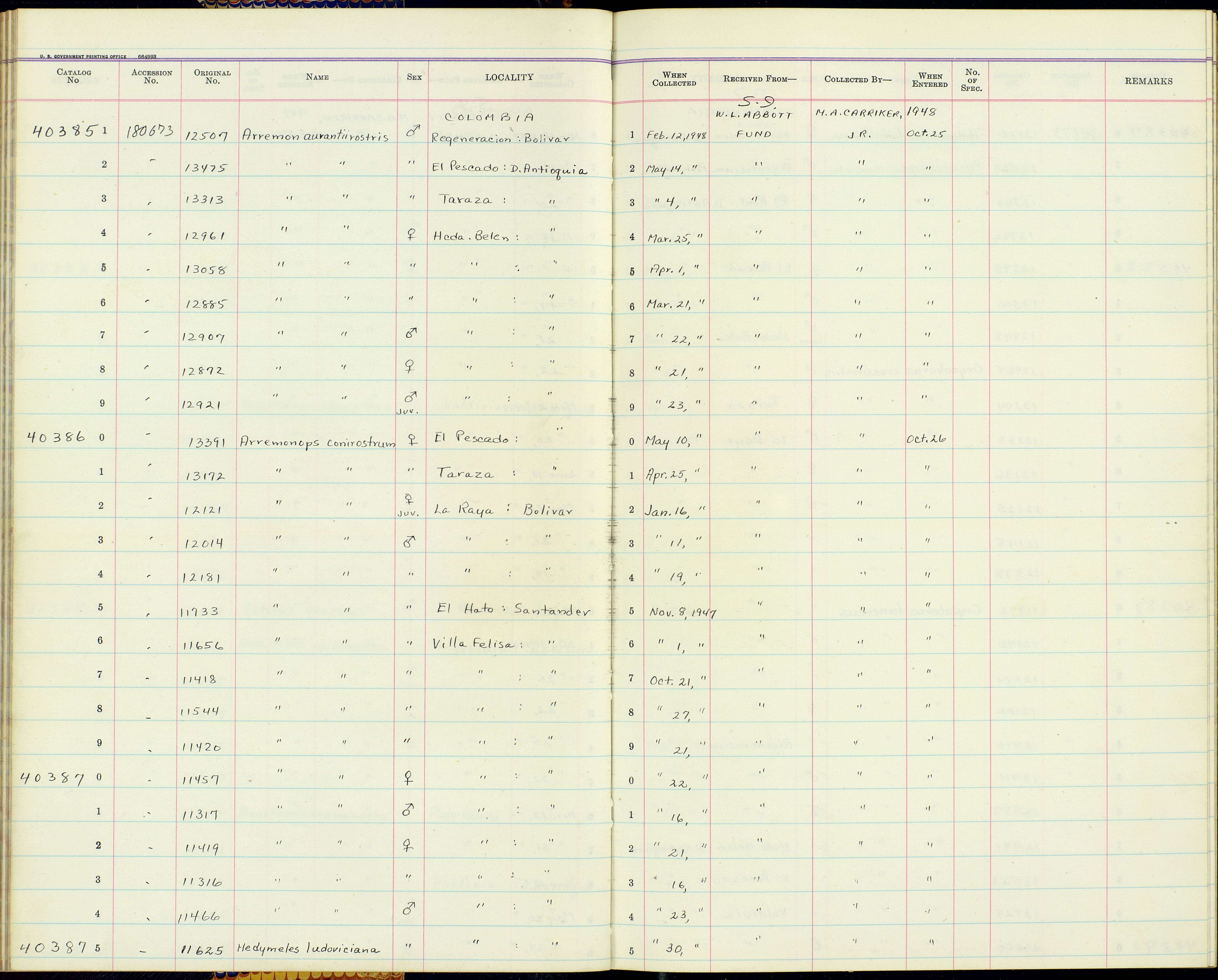 Plancia ëd Arremonops conirostris conirostris (Bonaparte 1850)