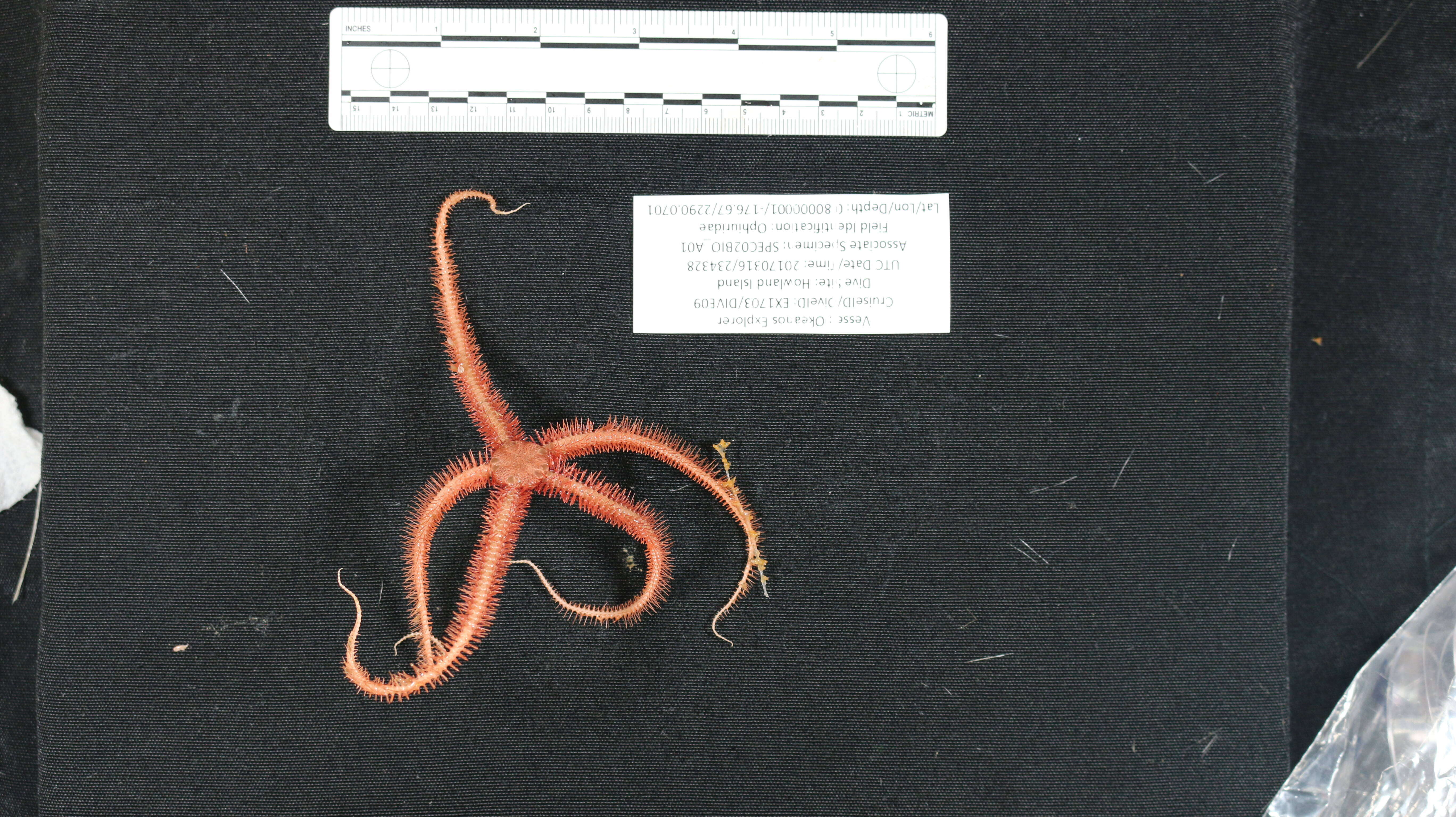 Image of Ophiuridae