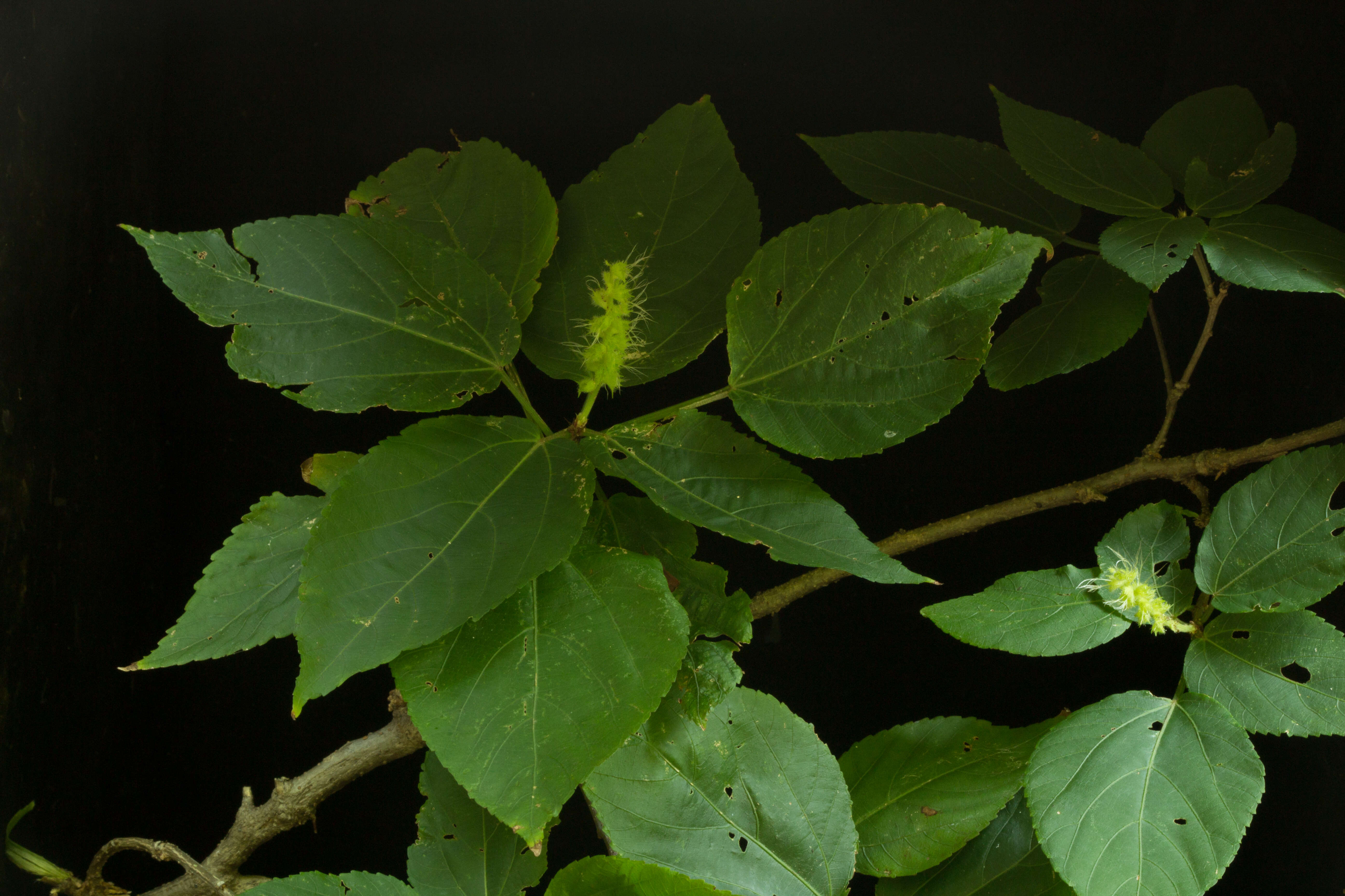 Image de Acalypha schiedeana Schltdl.