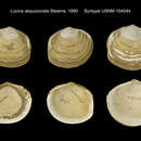 Plancia ëd Lucinoma aequizonata (Stearns 1890)