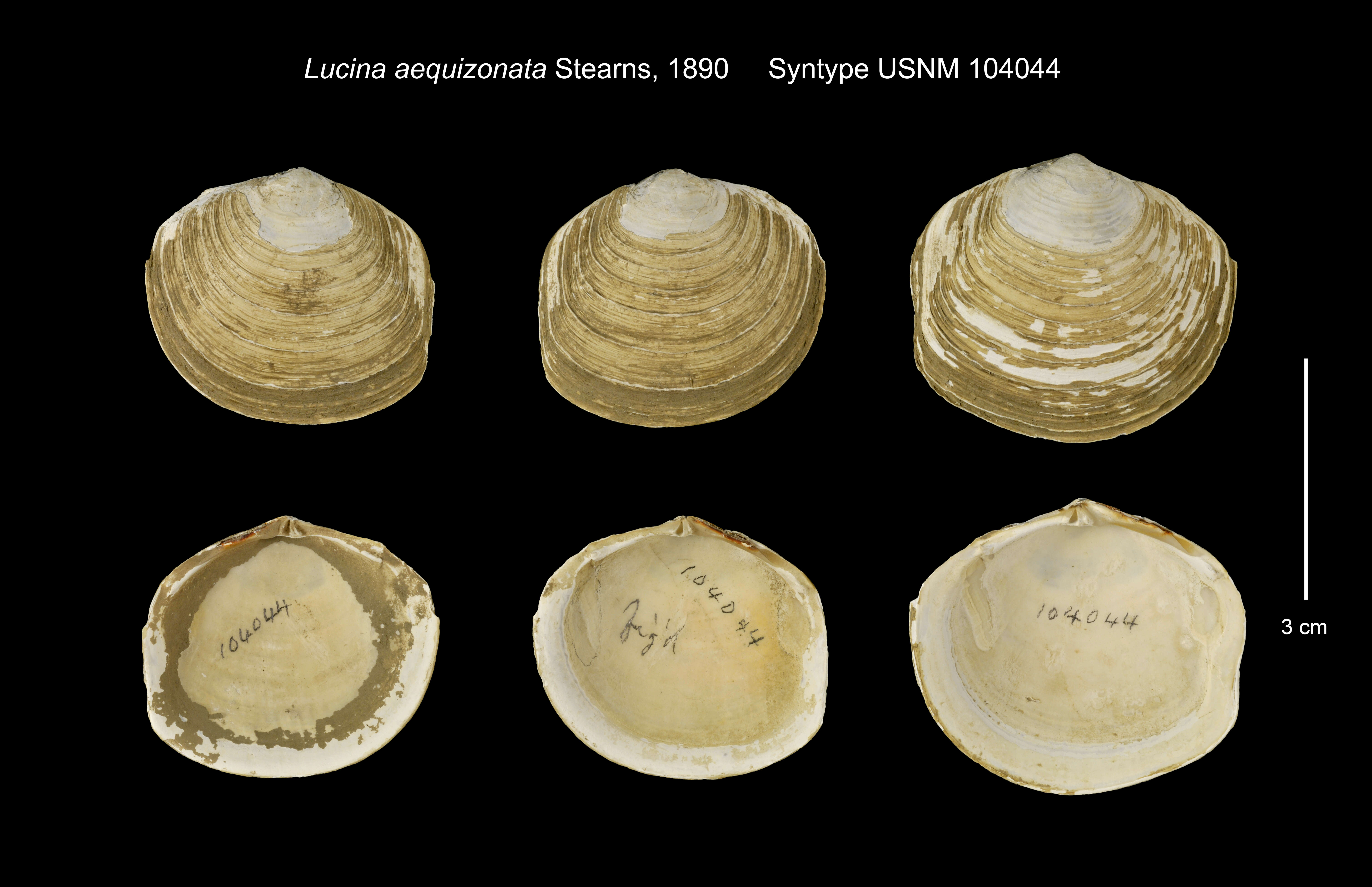 Image de Lucinoma aequizonata (Stearns 1890)