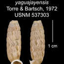 Image of Centralia yaguajajayensis C. Torre & Bartsch 1972