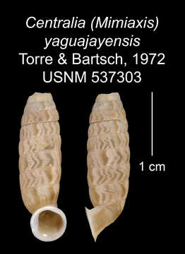 Image of Centralia yaguajajayensis C. Torre & Bartsch 1972