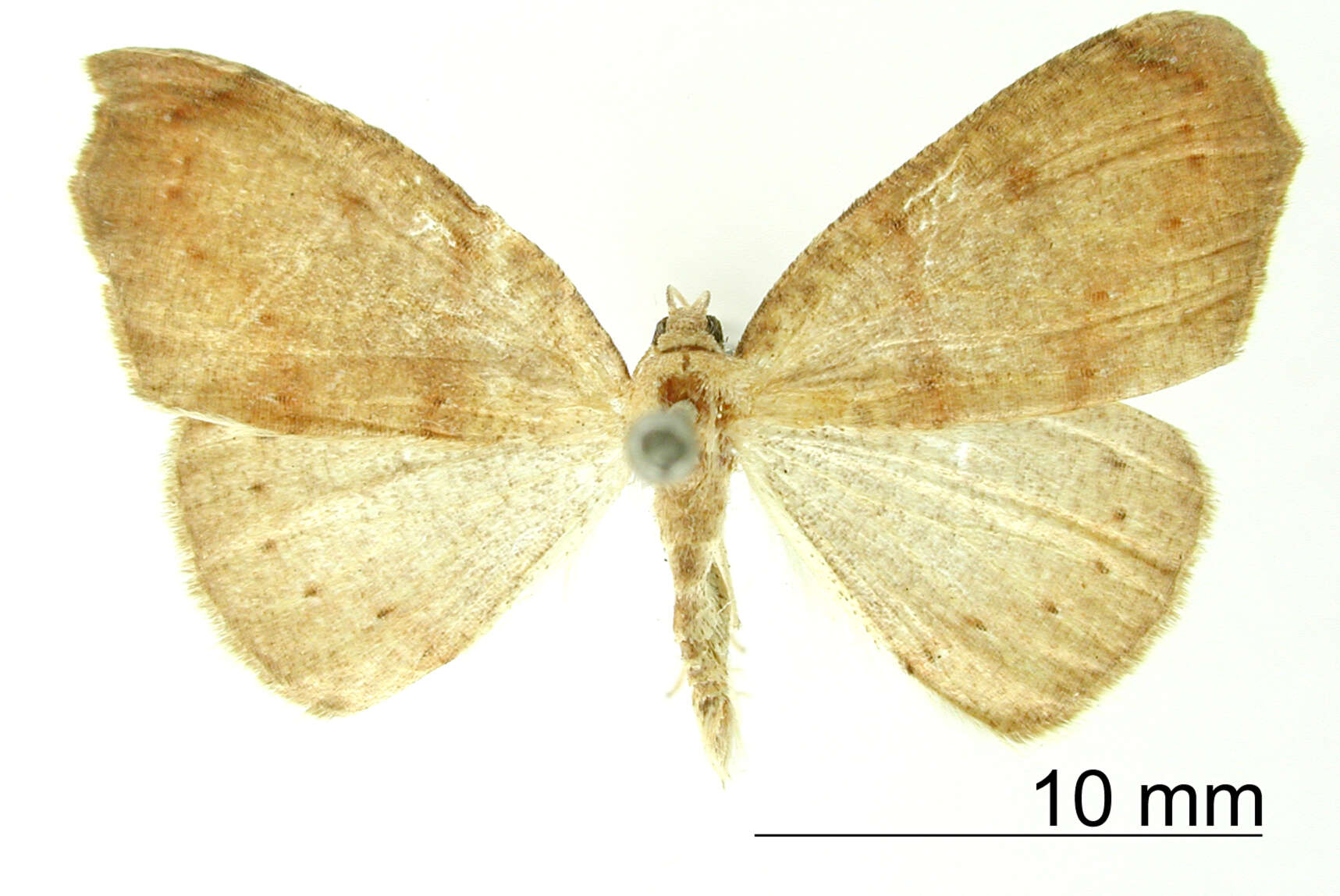 Image of Mychonia divaricata Dognin 1906