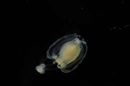 Ectopleura L. Agassiz 1862 resmi