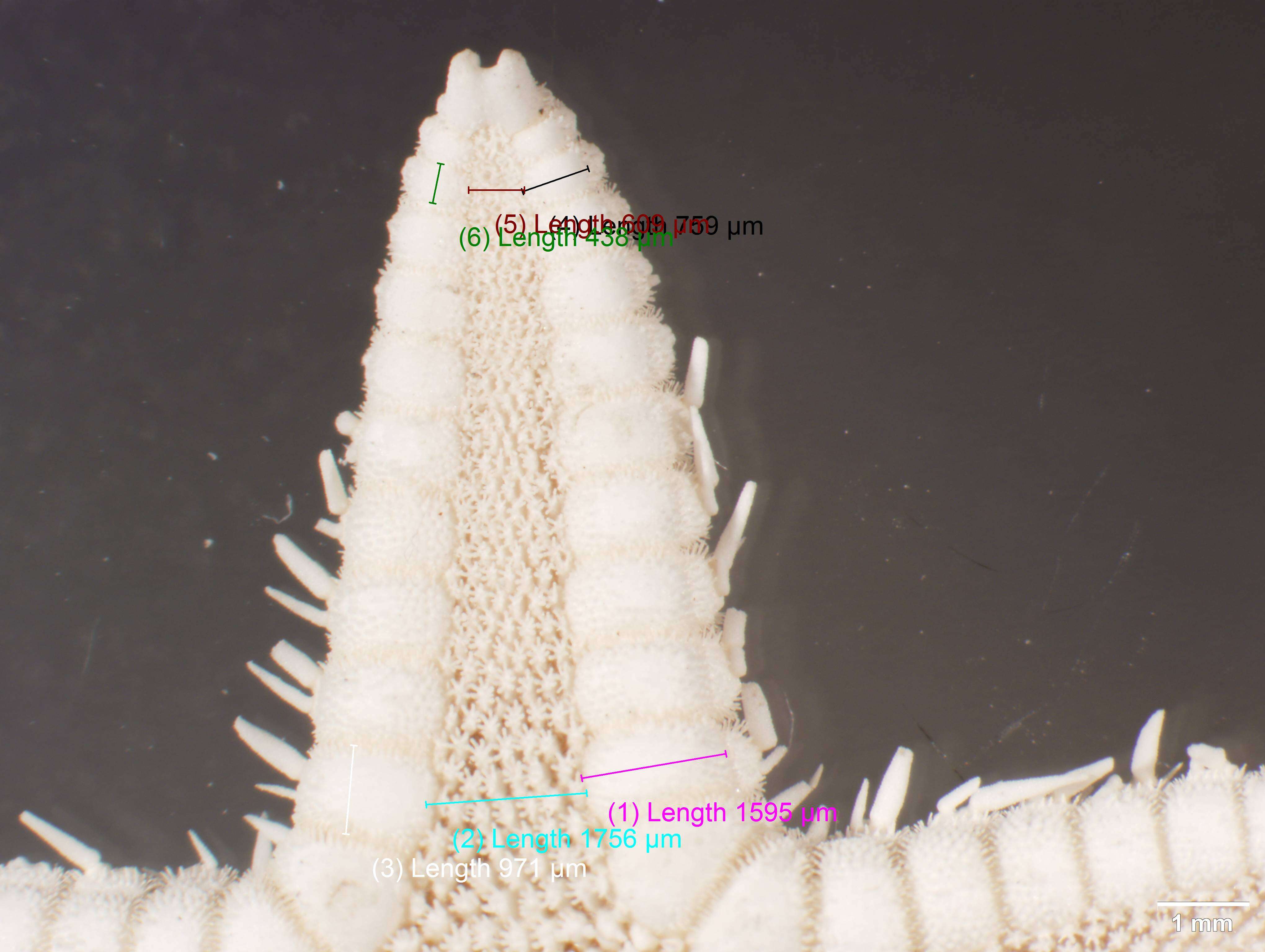 Image of Astropecten karankawai Lawrence et al. 2018