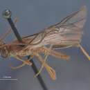 صورة Enicospilus heliothidis Viereck 1913