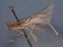 صورة Enicospilus heliothidis Viereck 1913