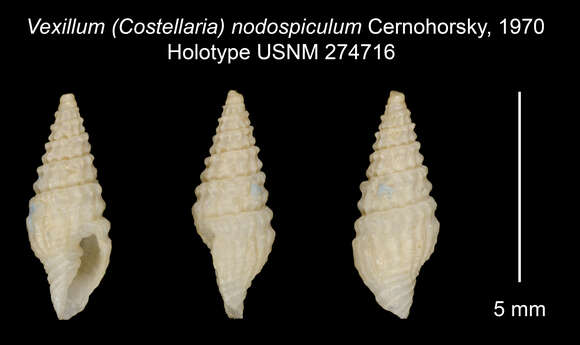 Слика од Atlantilux nodospicula (Cernohorsky 1970)