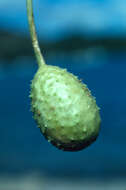 Image of West Indian gherkin