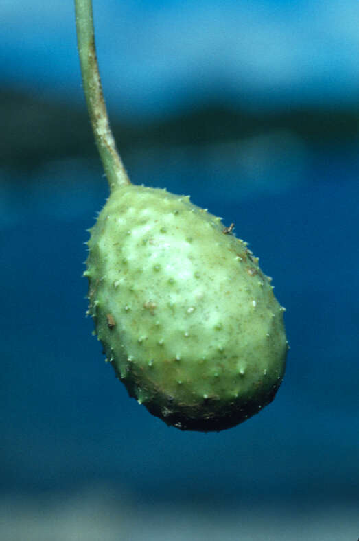 Image of West Indian gherkin