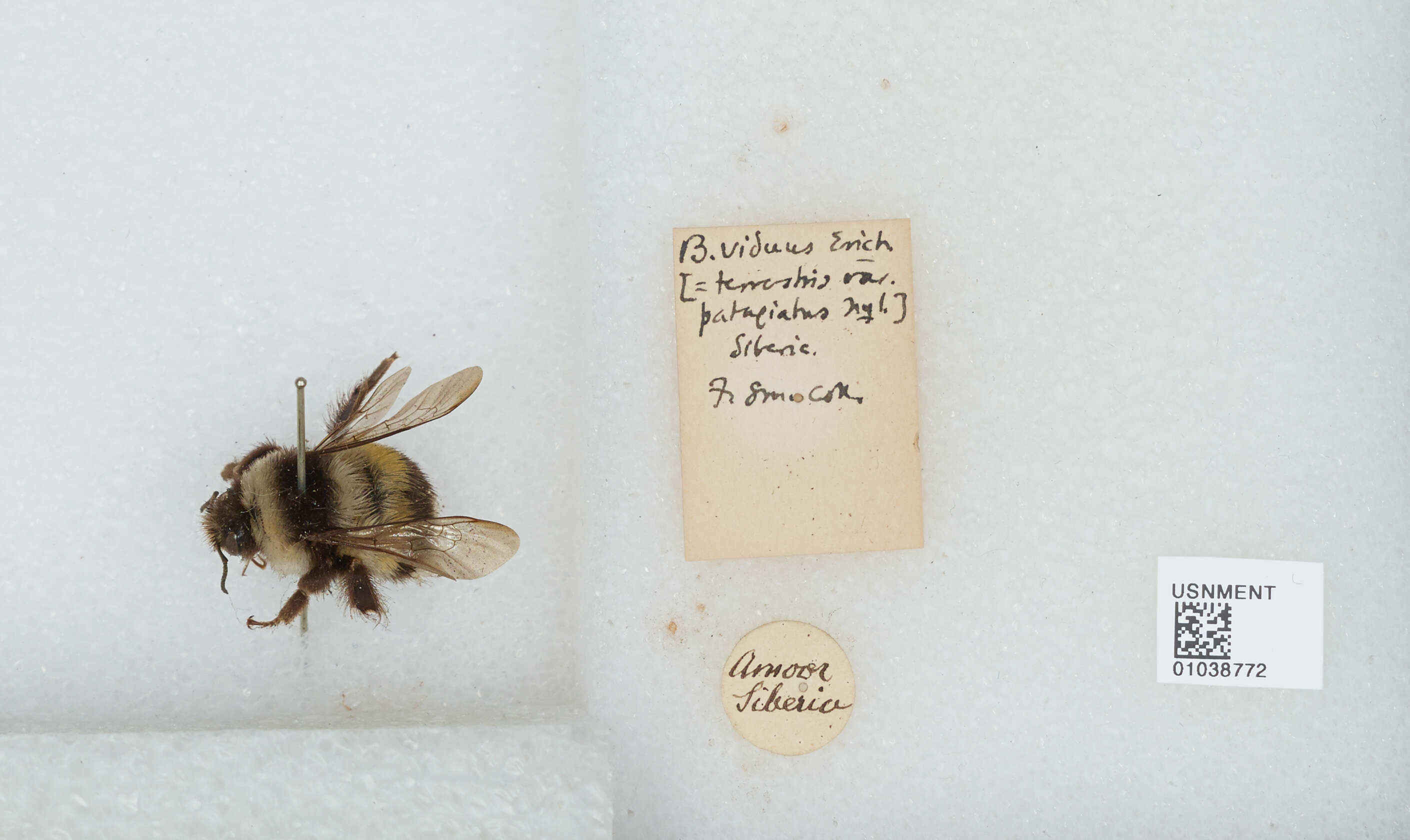 Image of Bombus patagiatus Nylander 1848