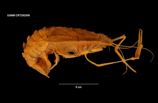 Sivun Stereomastis sculpta sculpta (Smith 1880) kuva