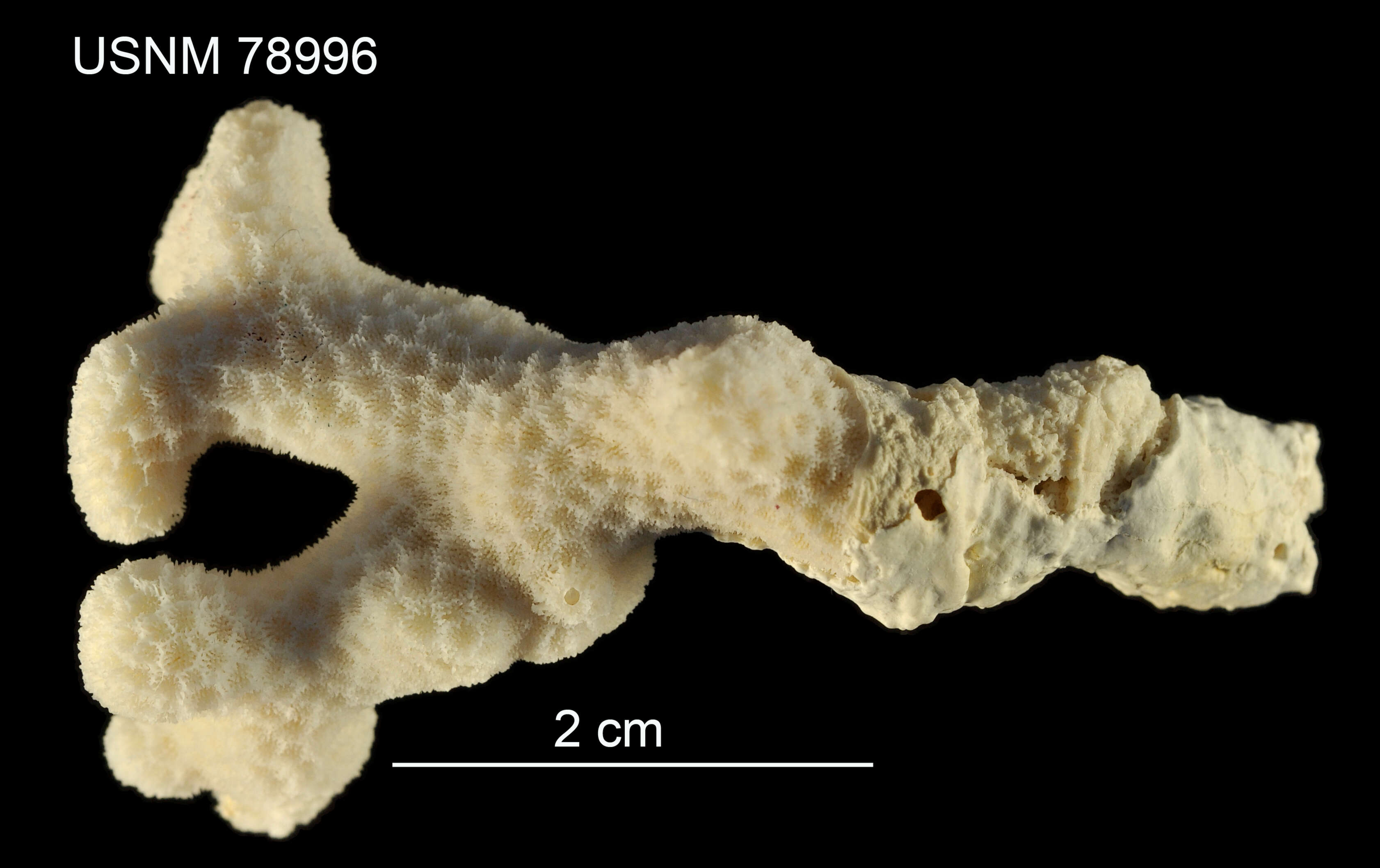 Porites divaricata Le Sueur 1820的圖片