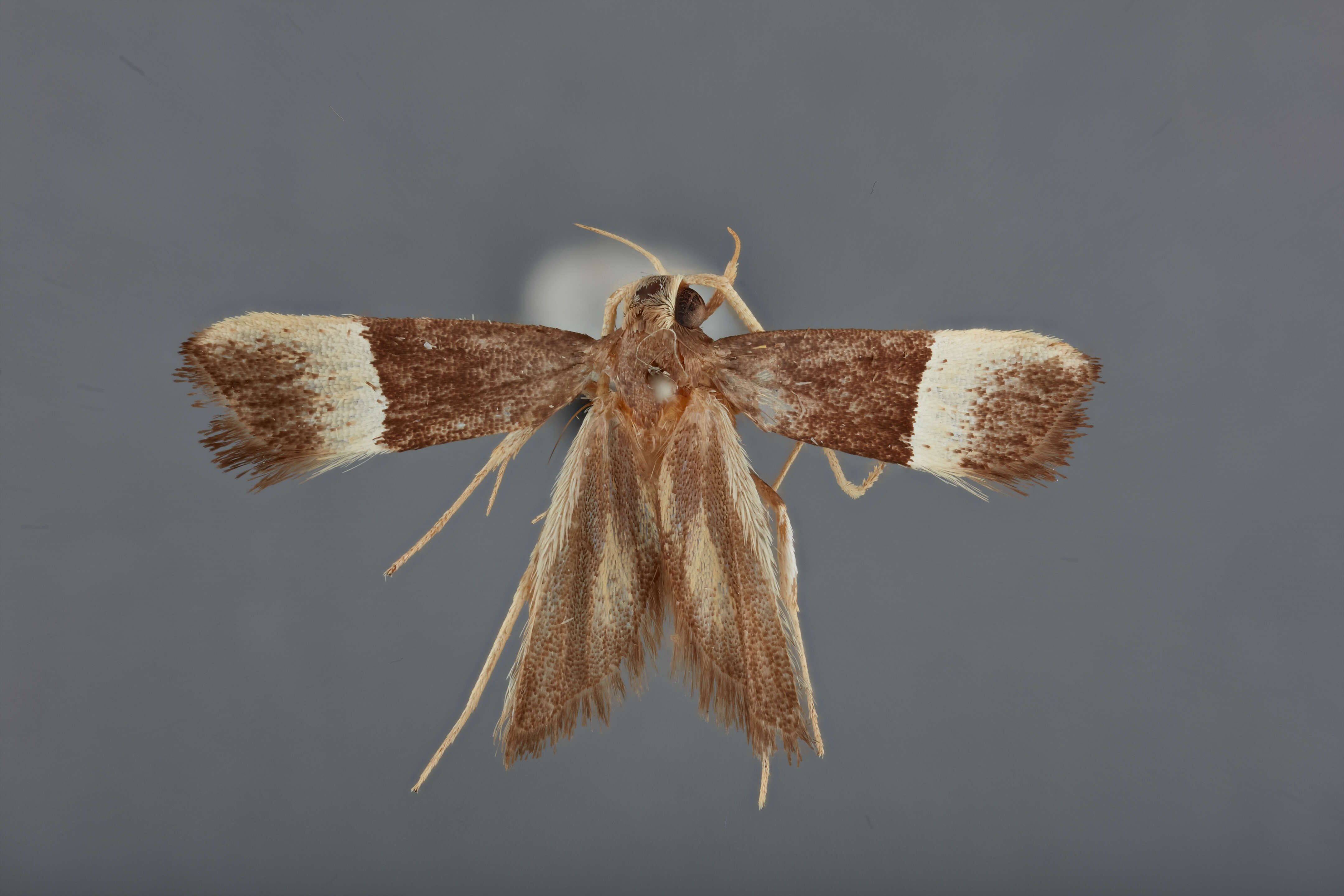 Image of Lecithocera fascitiala