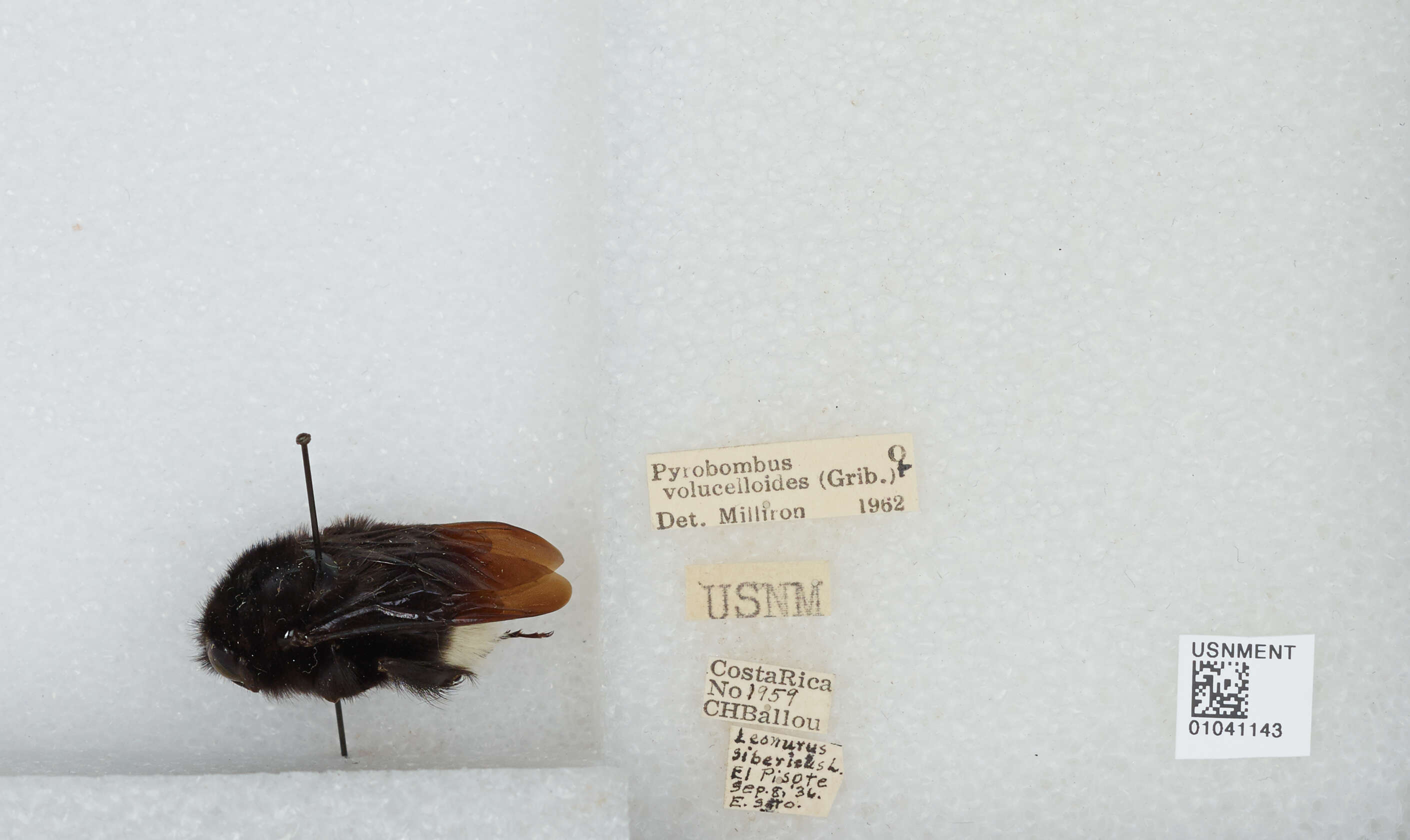 Imagem de Bombus volucelloides Gribodo 1892