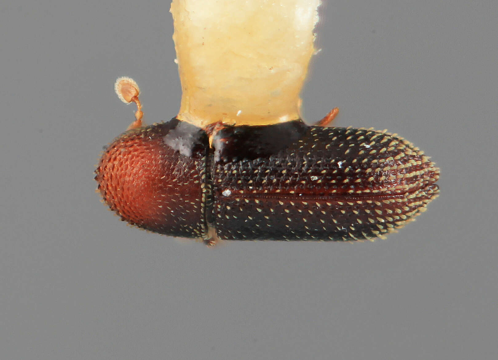 Image of Micracisella serjaniae Wood 1971