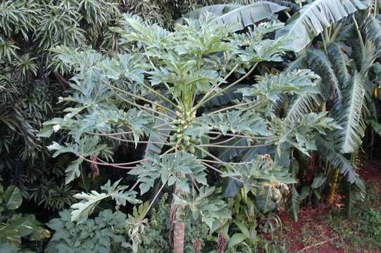 Image of papaya