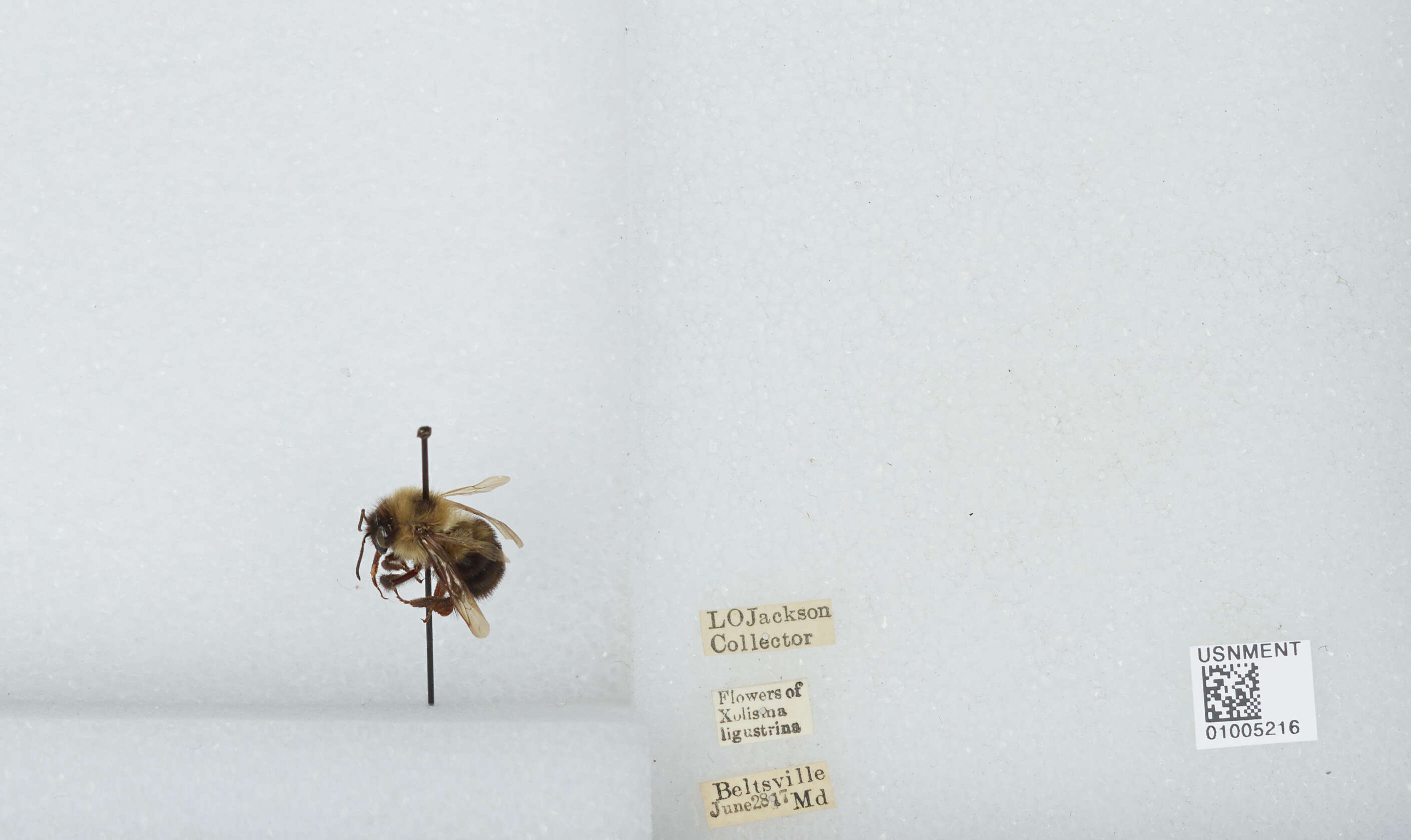 Image of Two-spotted Bumblebee