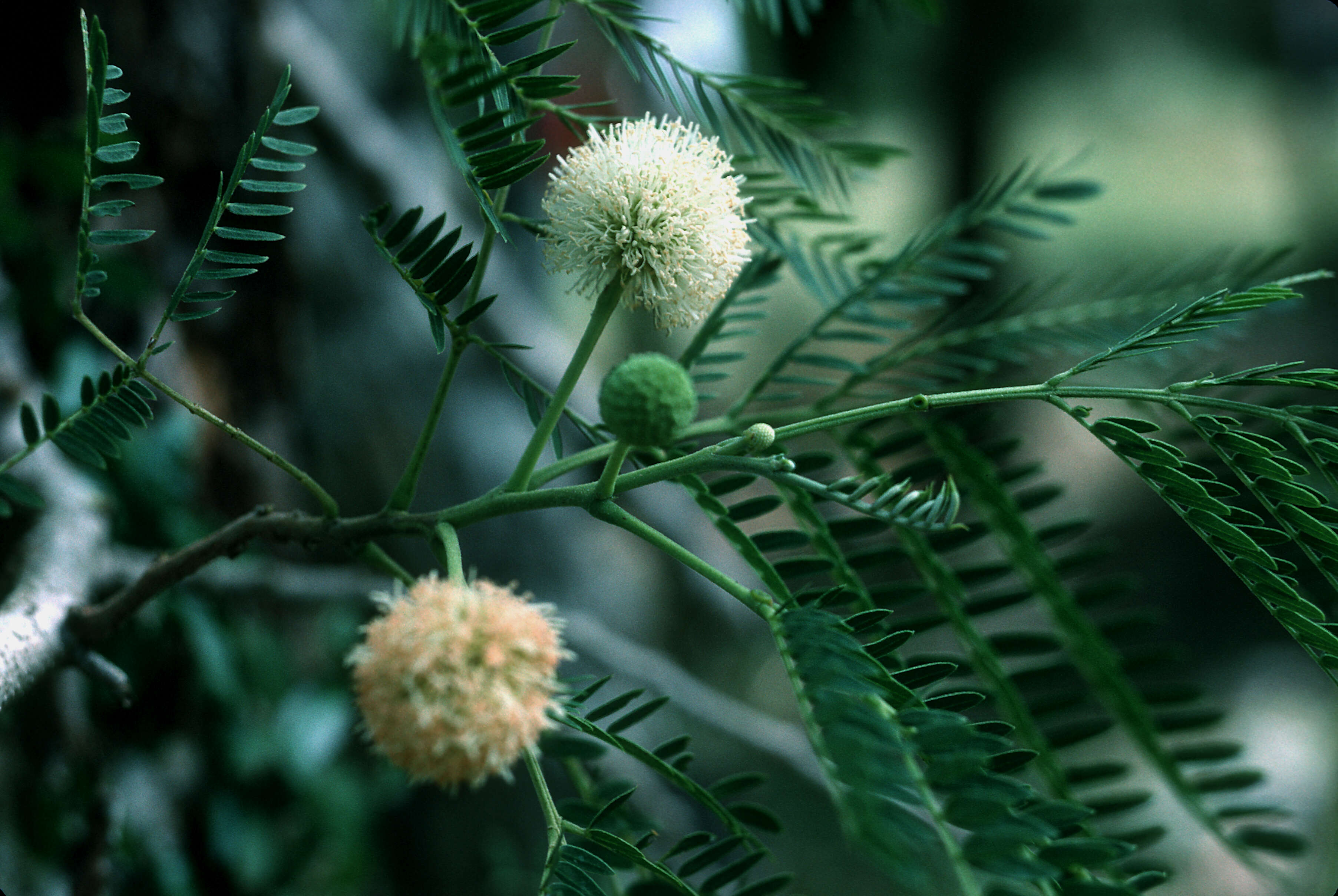 Image of white leadtree