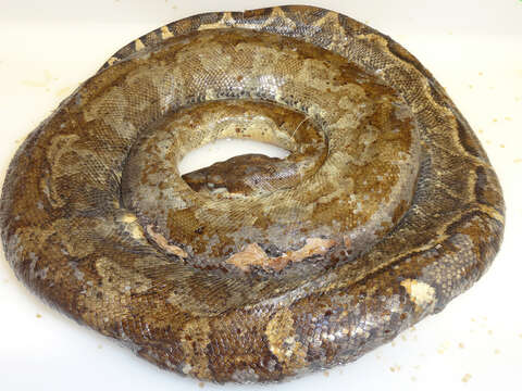 Boa constrictor nebulosa (Lazell 1964) resmi