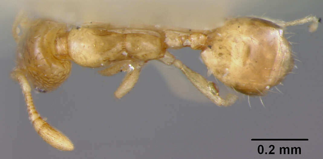 Image of Monomorium atomum Forel 1902