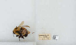 Слика од Bombus affinis Cresson 1864