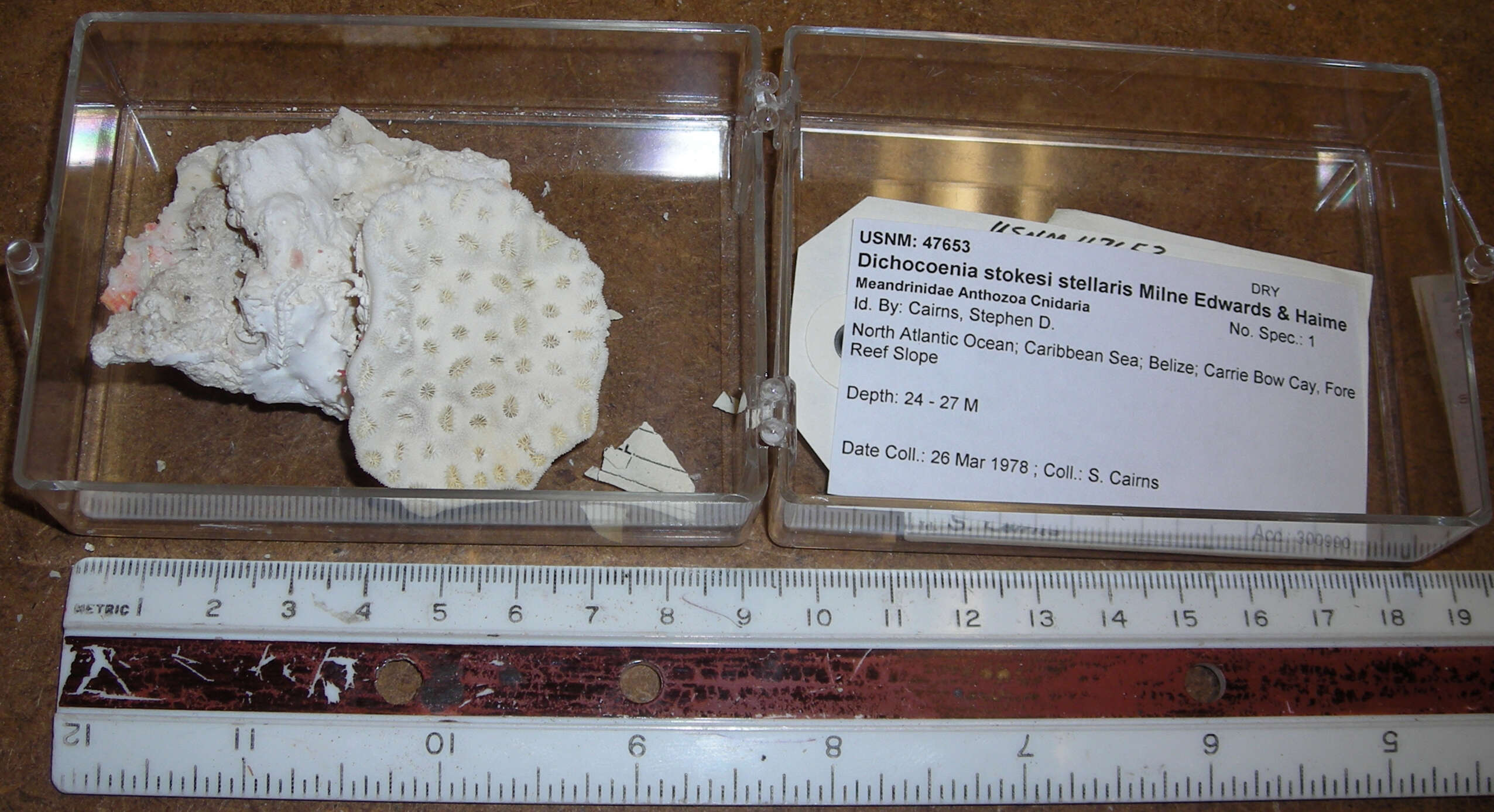 Image of Dichocoenia stellaris Milne Edwards & Haime 1848