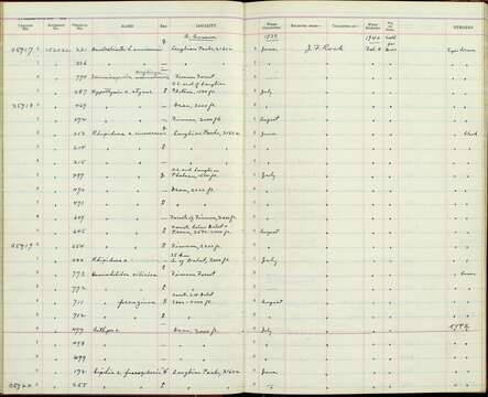 صورة Ficedula hyperythra annamensis (Robinson & Kloss 1919)