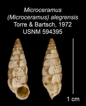 Imagem de Microceramus alegrensis C. Torre & Bartsch 2008