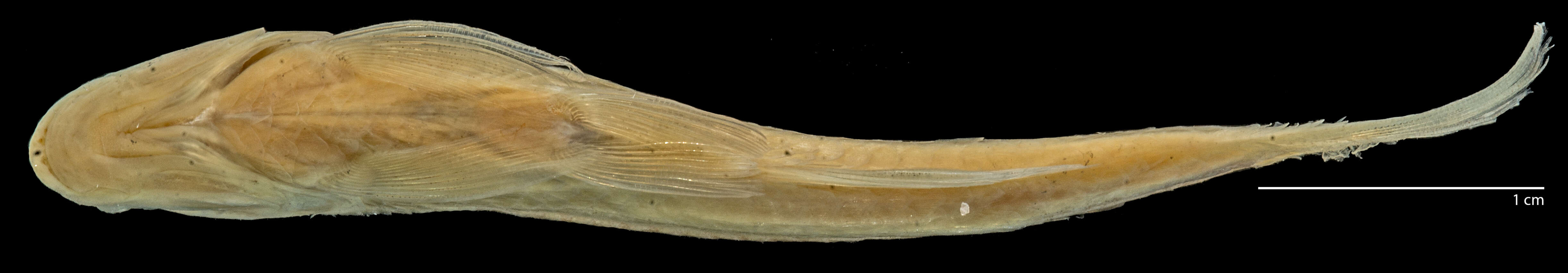 Image of Creagrutus paralacus Harold & Vari 1994