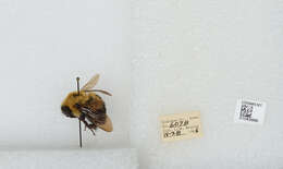 Image of Two-spotted Bumblebee