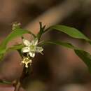 Imagem de Erythroxylum pelleterianum A. St.-Hil.