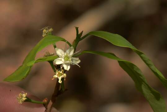 Imagem de Erythroxylum pelleterianum A. St.-Hil.