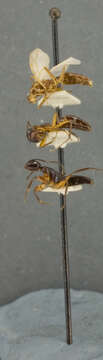 Image of Camponotus laminatus Mayr 1866