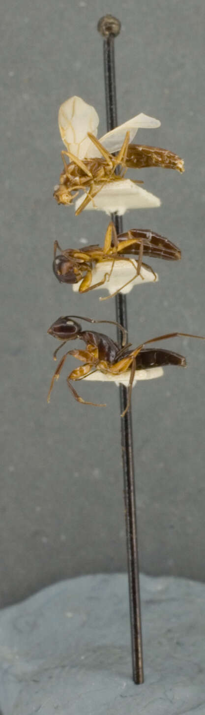 Plancia ëd Camponotus laminatus levuanus Mann 1921