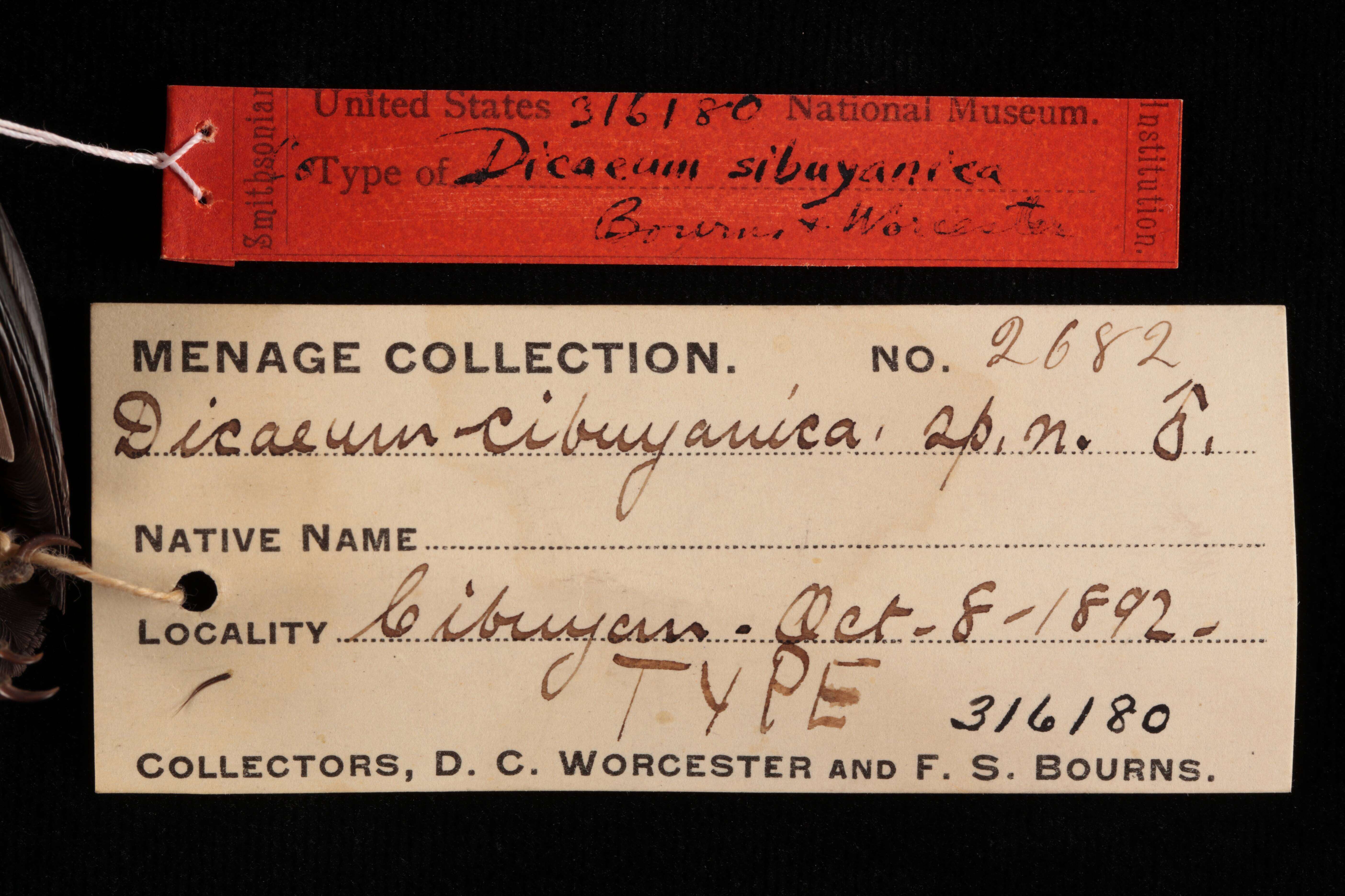 Sivun Dicaeum trigonostigma sibuyanicum Bourns & Worcester 1894 kuva