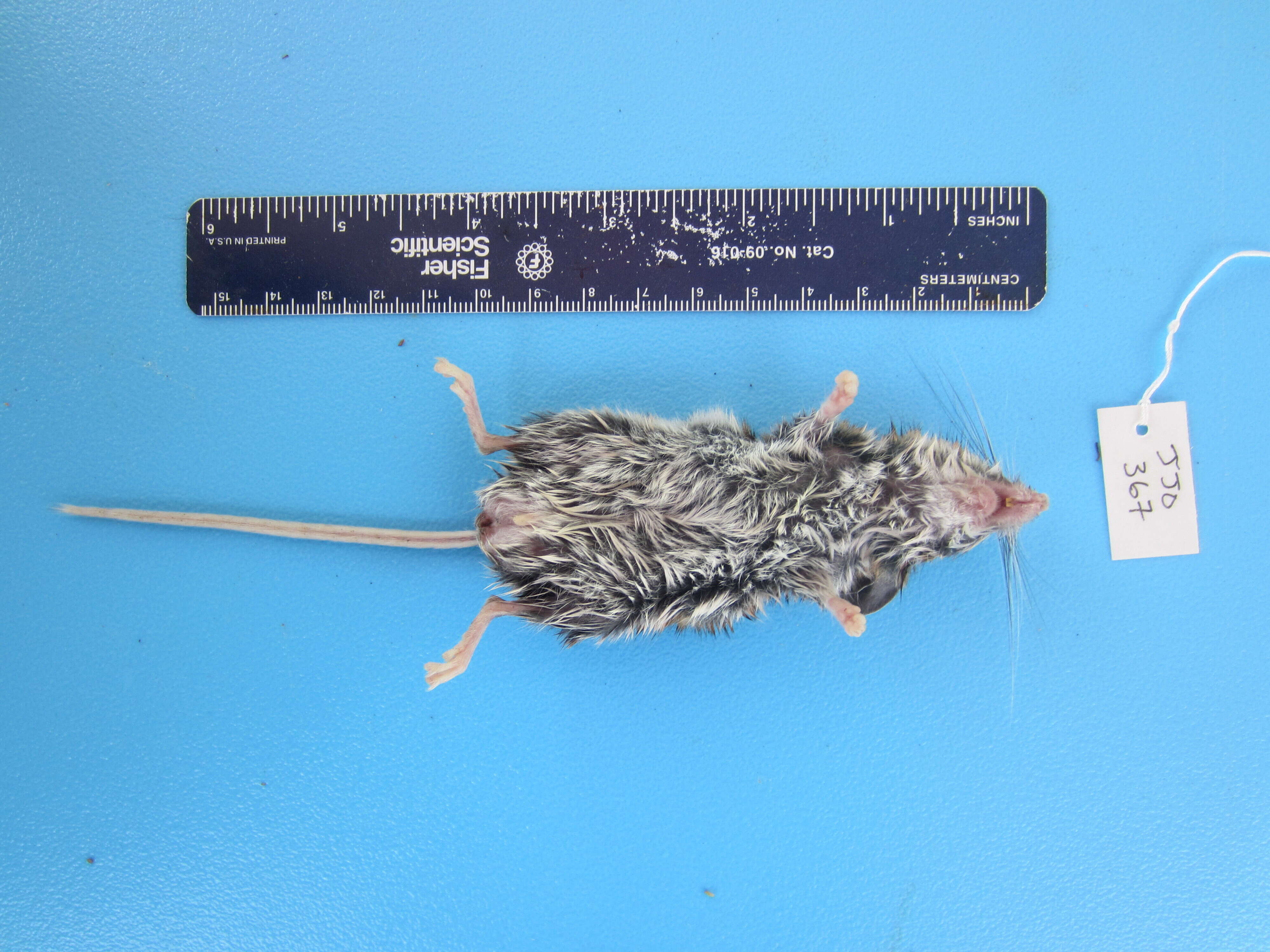 Image de Peromyscus maniculatus (Wagner 1845)