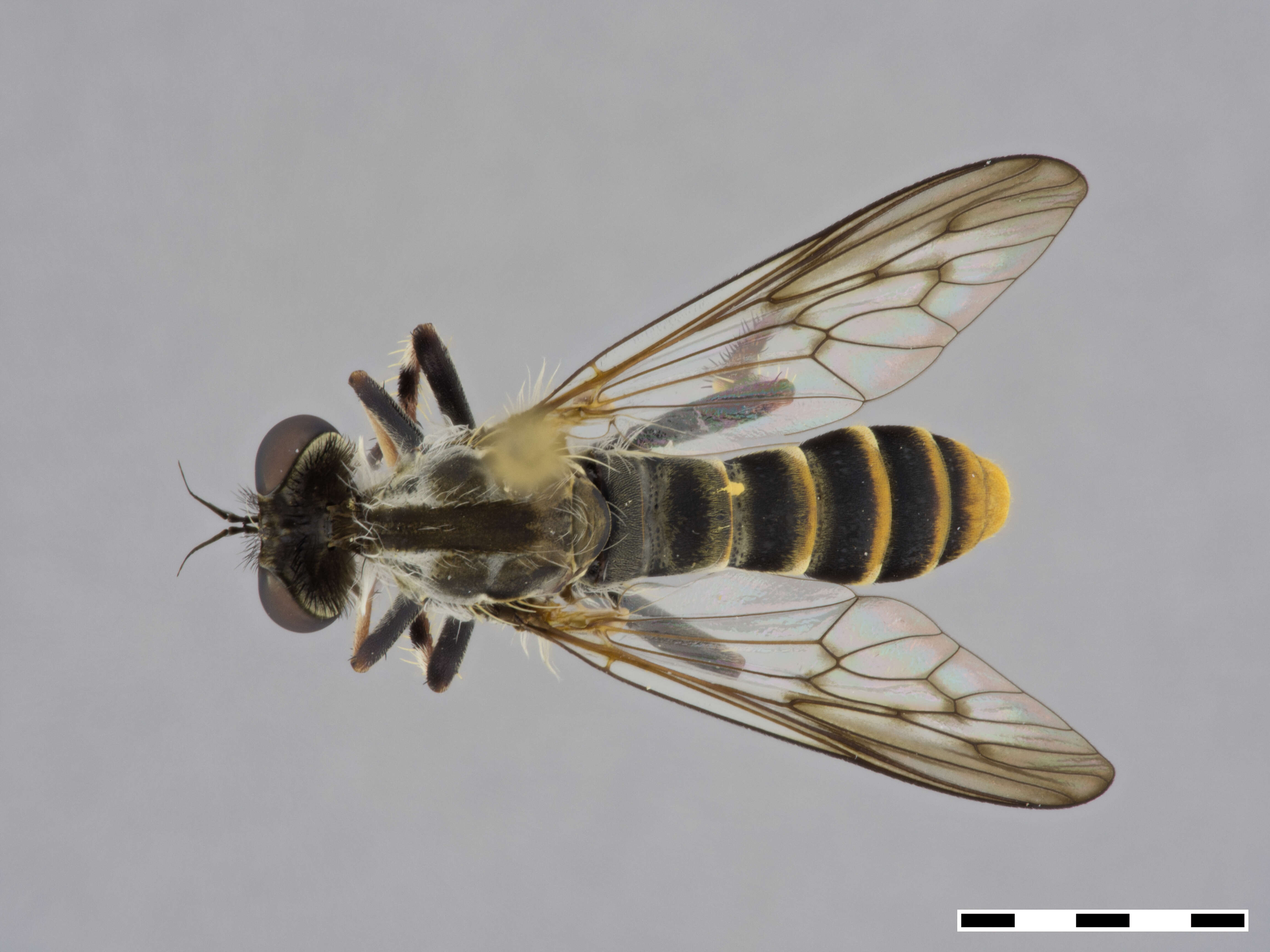 Image of Heteropogon dorothyae Martin 1962